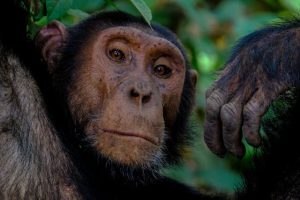 Ile kosztuje szympans? Czy można go hodować? Czy jest niebezpieczny?