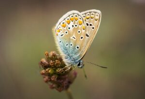 Ile nóg ma motyl?